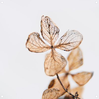 Mini tuinposter brown beauty 30x30cm