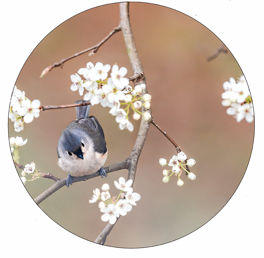 Muurcirkel amerikaanse matkop (40 cm)