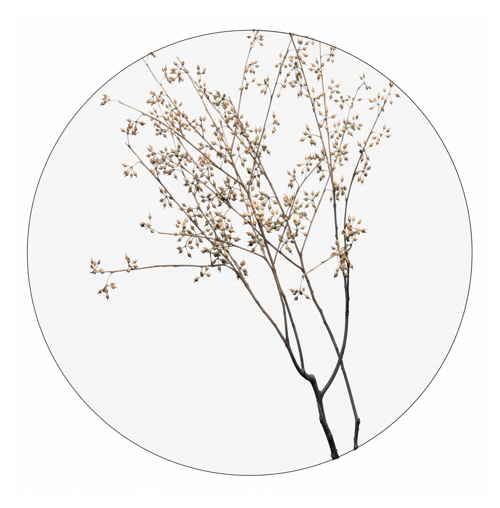 Muurcirkel dry plants 40 cm