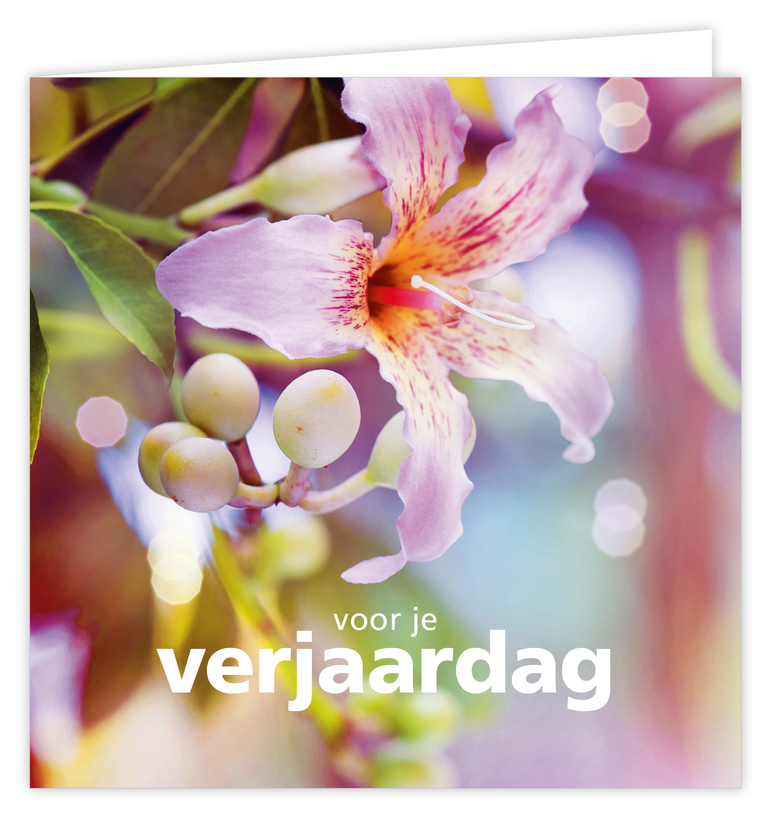 Dream Voor je verjaardag